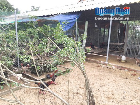 Gần Tết vật nuôi
