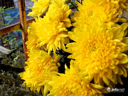 Hoa cúc có ý nghĩa tượng trưng gì? - ảnh 5