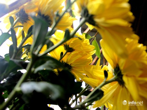 Hoa cúc có ý nghĩa tượng trưng gì? - ảnh 3