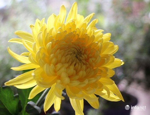 Hoa cúc có ý nghĩa tượng trưng gì? - ảnh 4