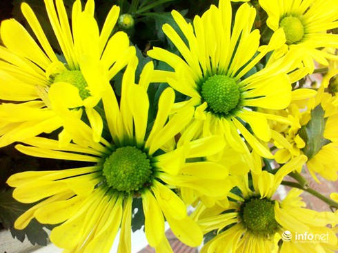 Hoa cúc có ý nghĩa tượng trưng gì? - ảnh 1