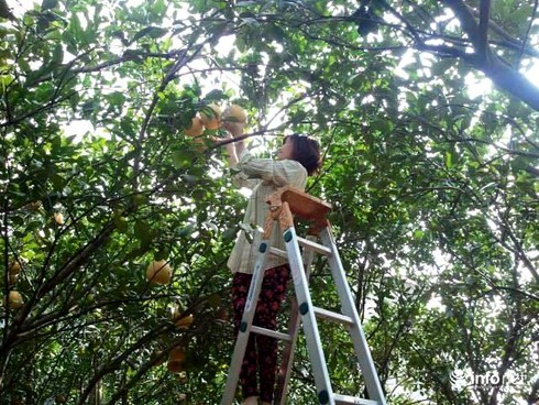Mùa bưởi vàng đón Tết - ảnh 5