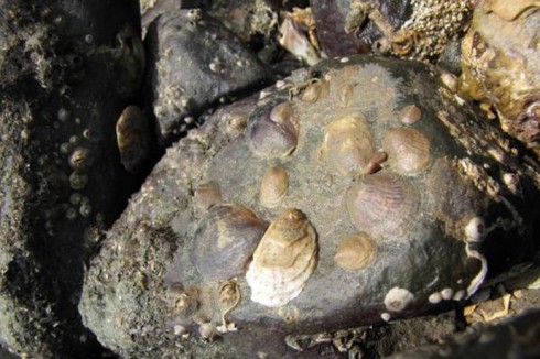 Kinh ngạc loài ốc tự chuyển đổi giới tính - ảnh 1