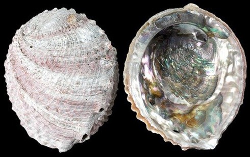 10 món trang sức ngọc trai đắt nhất thế giới - ảnh 7