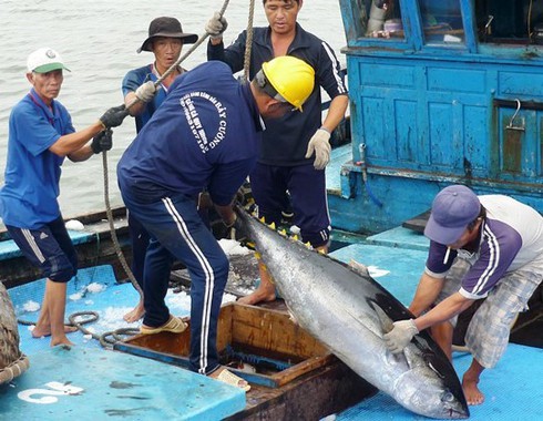 Cá ngừ đại dương được mùa, được giá - ảnh 1