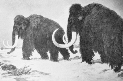 Con người đã ở Bắc Cực nhiều ngàn năm trước - ảnh 1