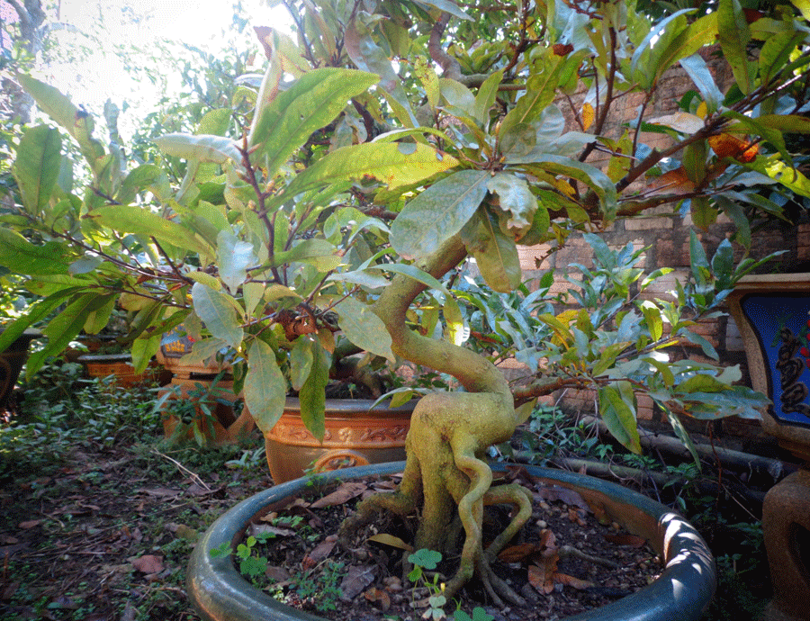 Cách chọn mai thế độc, dáng đẹp chơi Tết - ảnh 1