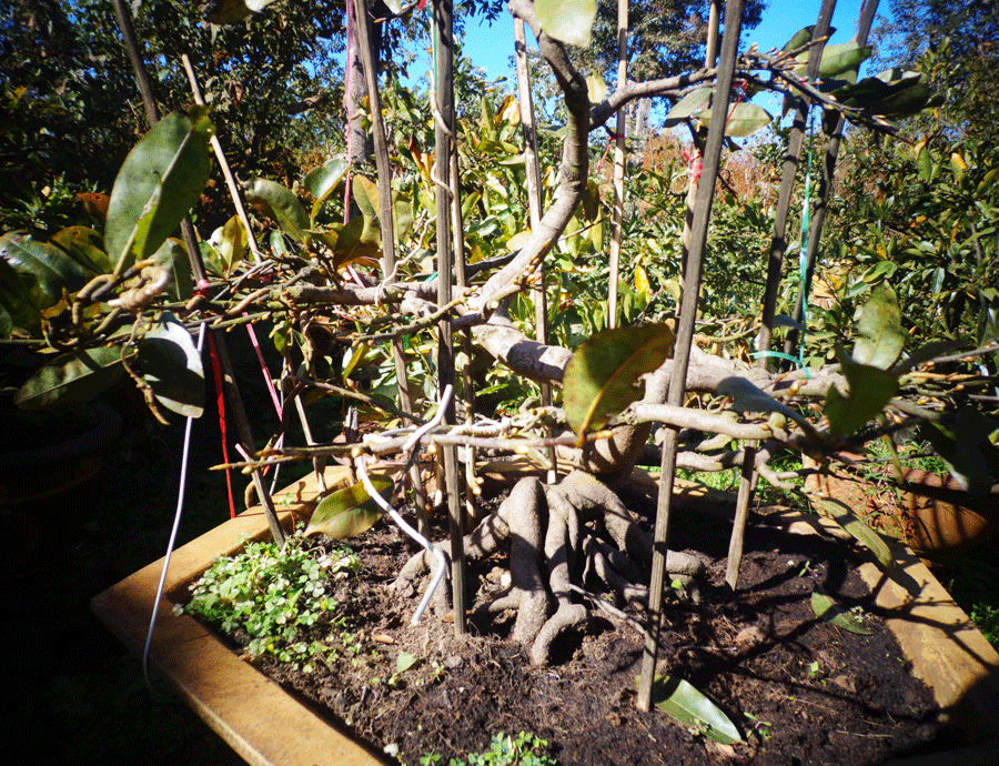 Cách chọn mai thế độc, dáng đẹp chơi Tết - ảnh 2