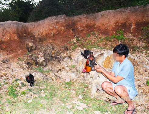 Thưa dần tiếng gáy gà rừng - ảnh 1