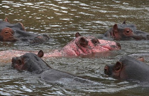 Hà mã màu hồng hiếm gặp ở Kenya - ảnh 1