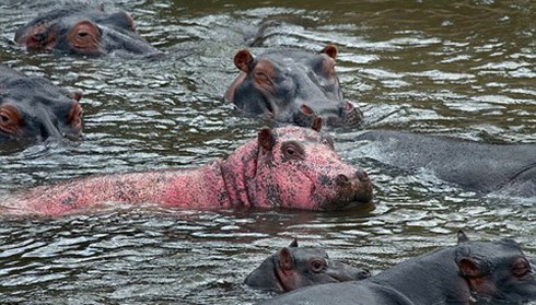 Hà mã màu hồng hiếm gặp ở Kenya - ảnh 2