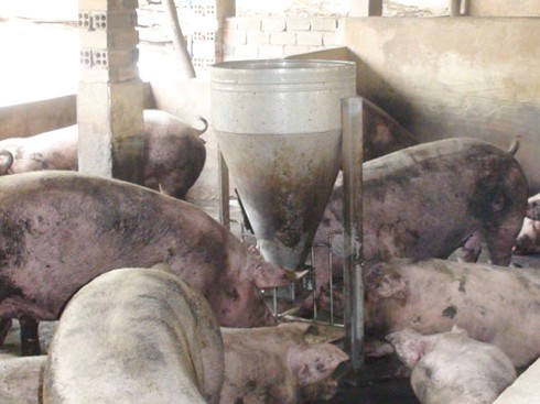 TP.Biên Hòa: Gần 1.000 con heo có chất cấm - ảnh 1