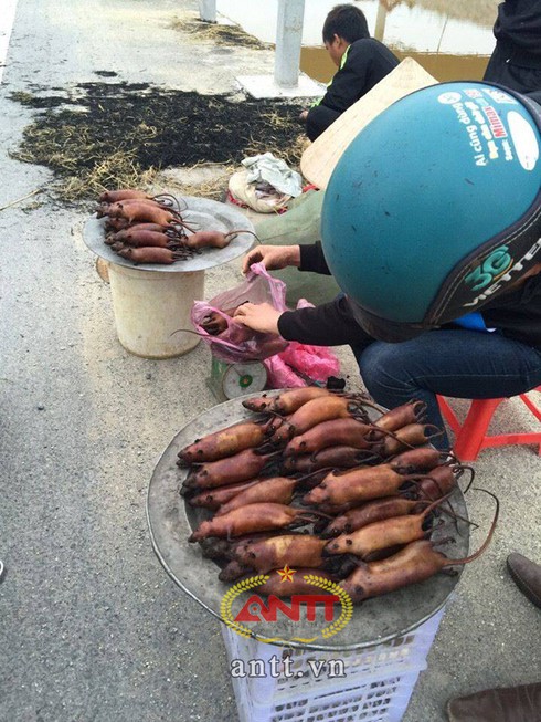 Chuột nửa cân thôn Nhất mê hoặc dân sành ăn - ảnh 2