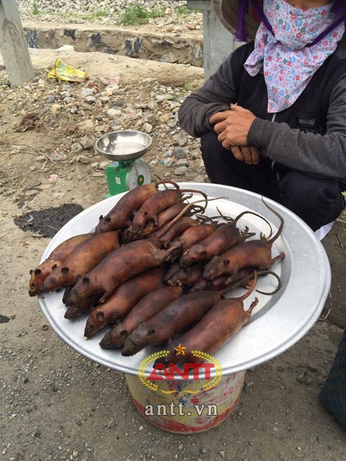 Chuột nửa cân thôn Nhất mê hoặc dân sành ăn - ảnh 3