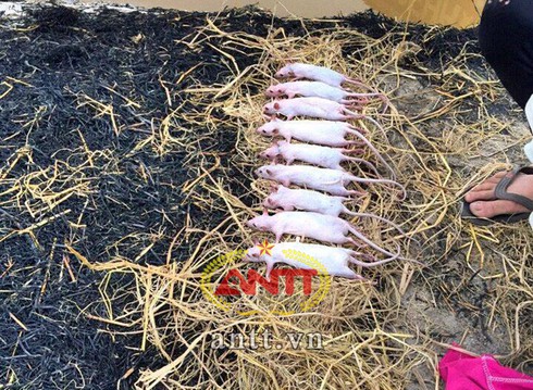 Chuột nửa cân thôn Nhất mê hoặc dân sành ăn - ảnh 4