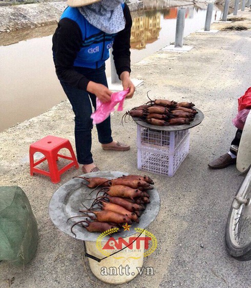 Chuột nửa cân thôn Nhất mê hoặc dân sành ăn - ảnh 5