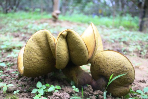 Vườn nấm