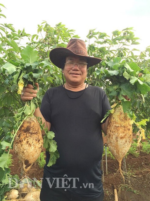 Củ cải “khủng” vừa ngọt vừa không bị xơ - ảnh 1