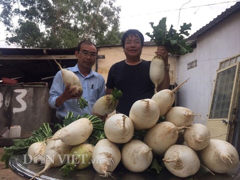 Củ cải “khủng” vừa ngọt vừa không bị xơ - ảnh 2