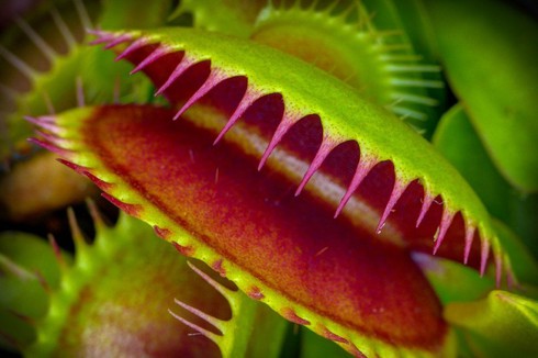 Cây ăn thịt biết tính toán? - ảnh 1