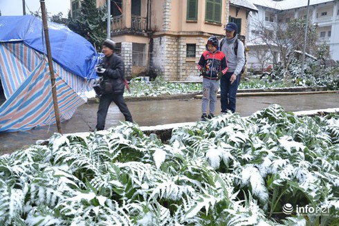 Lào Cai: Mưa tuyết gây thiệt hại hơn 5 tỷ đồng - ảnh 1
