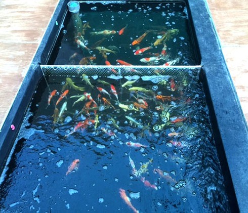 Thú chơi cá cảnh mới ở Bình Thuận - ảnh 2