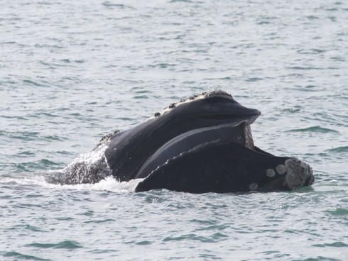 Sử dụng phần mềm nhận diện để cứu cá voi đầu bò - ảnh 1