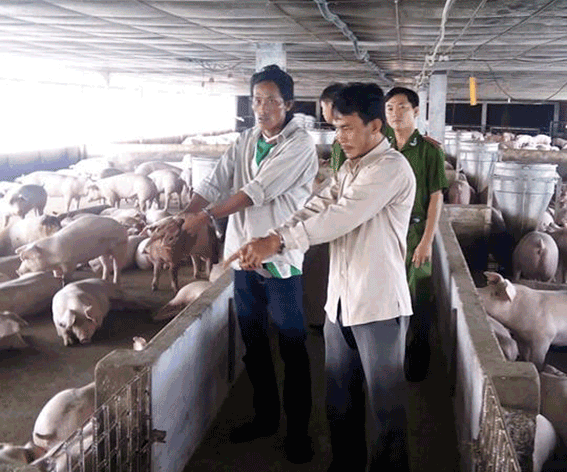 Hai người làm thuê bắt trộm 153 con heo - ảnh 1