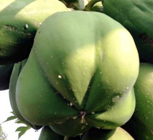 Quả đu đủ tự nhiên có hình hoa mai 5 cánh - ảnh 2