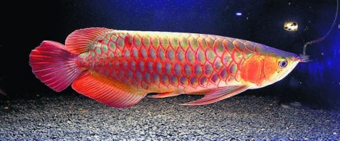 Sự thật bất ngờ về loài cá cảnh - ảnh 2