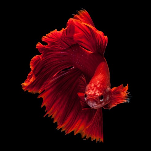 Sự thật bất ngờ về loài cá cảnh - ảnh 4