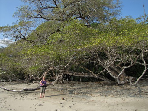 Loài cây kịch độc chỉ đứng cạnh cũng đi gặp... Thần chết - ảnh 3