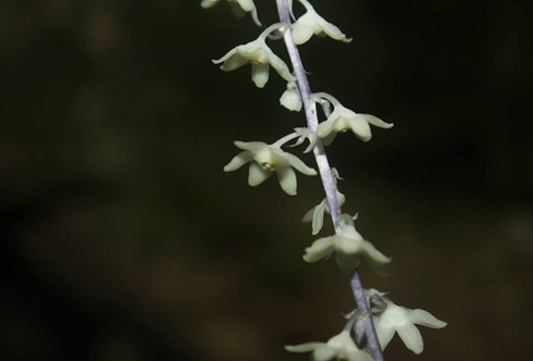 Phát hiện loài huệ đá mới ở Khánh Hòa - ảnh 1