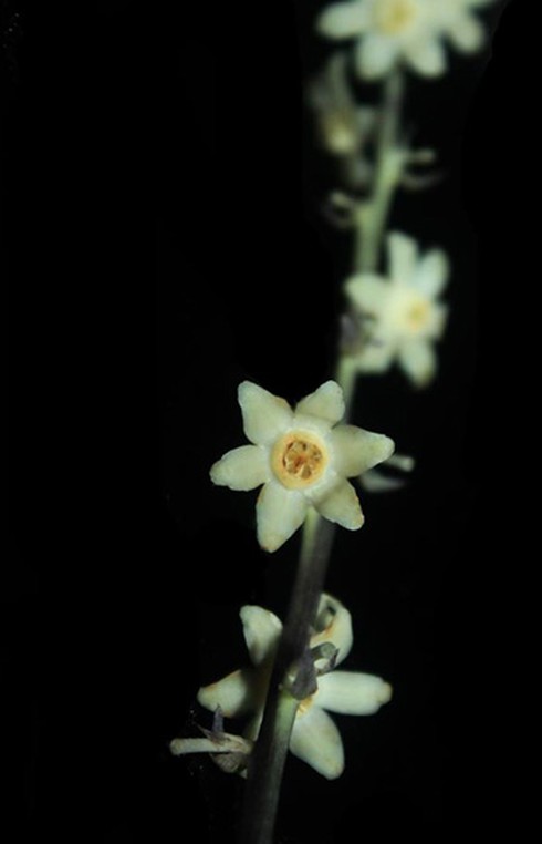 Phát hiện loài huệ đá mới ở Khánh Hòa - ảnh 2