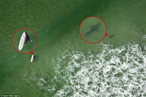 Đứng tim giây phút 5 con cá mập ‘vây hãm’ cô gái - ảnh 2