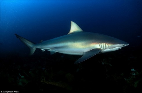 Đứng tim giây phút 5 con cá mập ‘vây hãm’ cô gái - ảnh 5