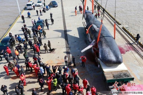 2 cá voi khổng lồ dạt vào bờ biển Trung Quốc - ảnh 3