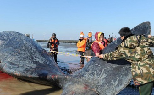 2 cá voi khổng lồ dạt vào bờ biển Trung Quốc - ảnh 4