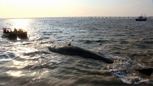 2 cá voi khổng lồ dạt vào bờ biển Trung Quốc - ảnh 6