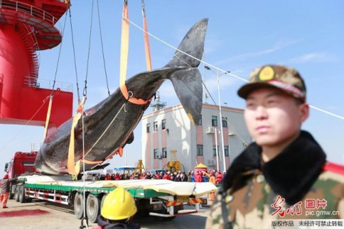 2 cá voi khổng lồ dạt vào bờ biển Trung Quốc - ảnh 1