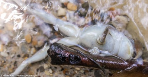 Kỳ lạ dòng sông quanh năm sôi sục giữa rừng Amazon - ảnh 7