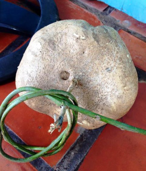 Củ sắn “khủng” nặng 4,2 kilogam - ảnh 1