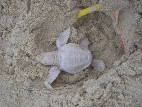 Phát hiện rùa con bạch tạng cực hiếm gặp - ảnh 2