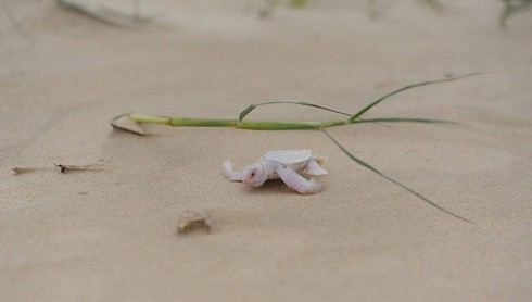 Phát hiện rùa con bạch tạng cực hiếm gặp - ảnh 3