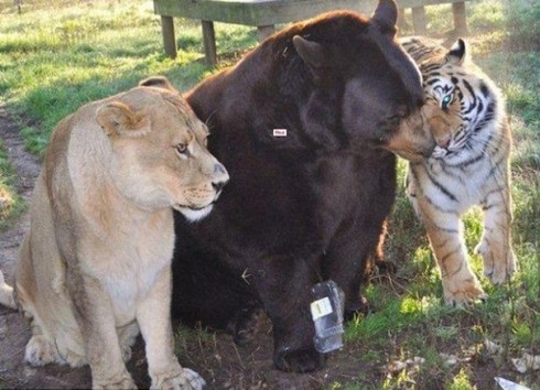 Tình bạn 15 năm đáng ghen tị của hổ, sư tử và gấu - ảnh 1