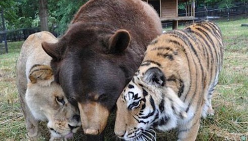 Tình bạn 15 năm đáng ghen tị của hổ, sư tử và gấu - ảnh 2