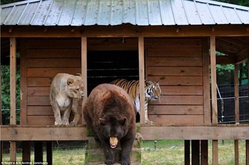 Tình bạn 15 năm đáng ghen tị của hổ, sư tử và gấu - ảnh 3