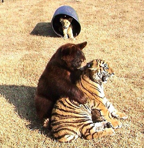 Tình bạn 15 năm đáng ghen tị của hổ, sư tử và gấu - ảnh 6