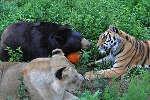 Tình bạn 15 năm đáng ghen tị của hổ, sư tử và gấu - ảnh 7