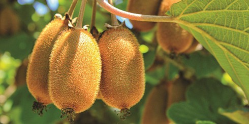 Quả kiwi giải độc thủy ngân, trị ung thư - ảnh 1
